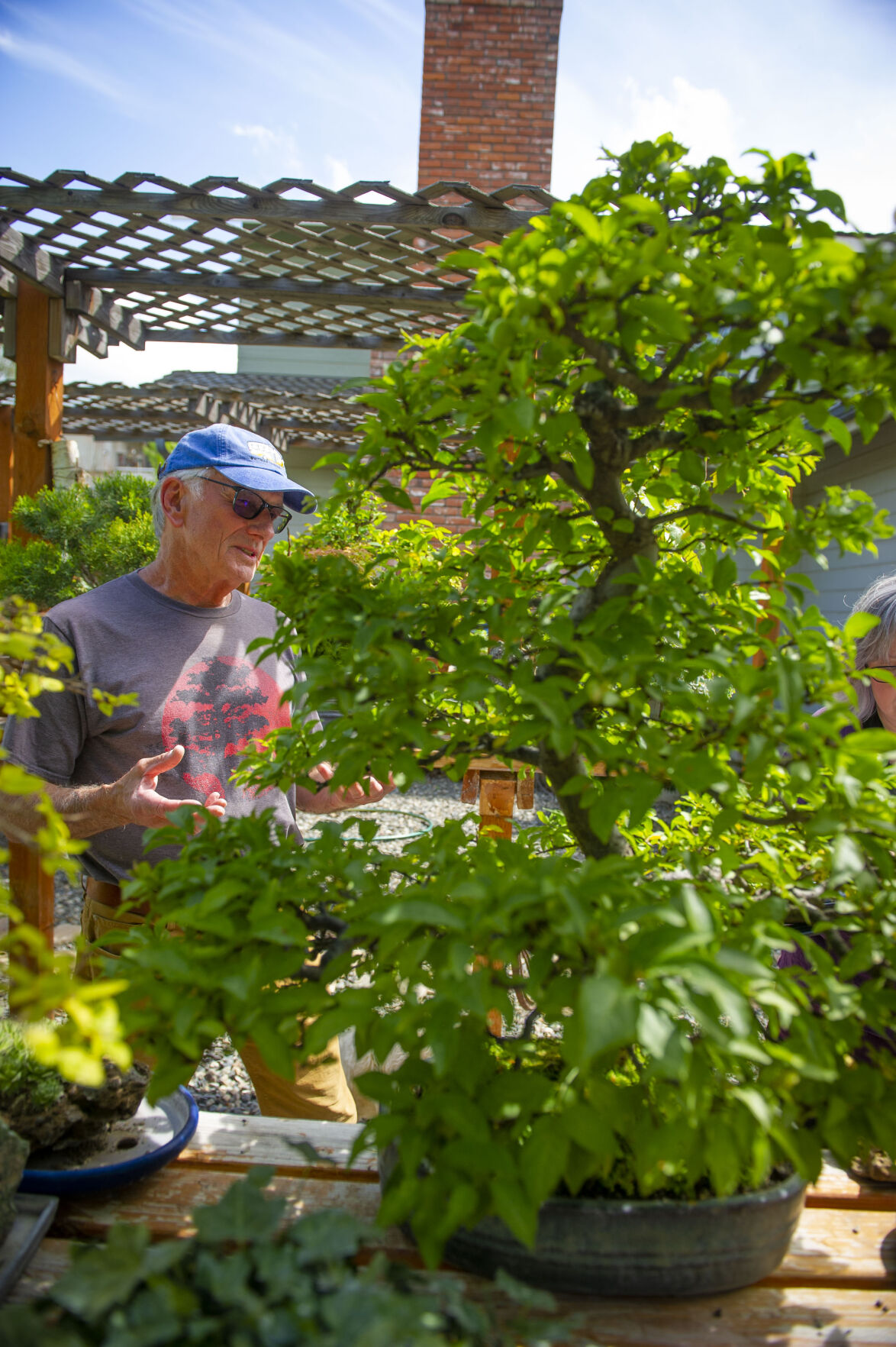 Pat Spencer's Bonsai Garden
